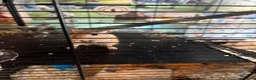 Gerbil rodents for sale: 2 male friendly gerbils and set up in Padstow - Advert 1