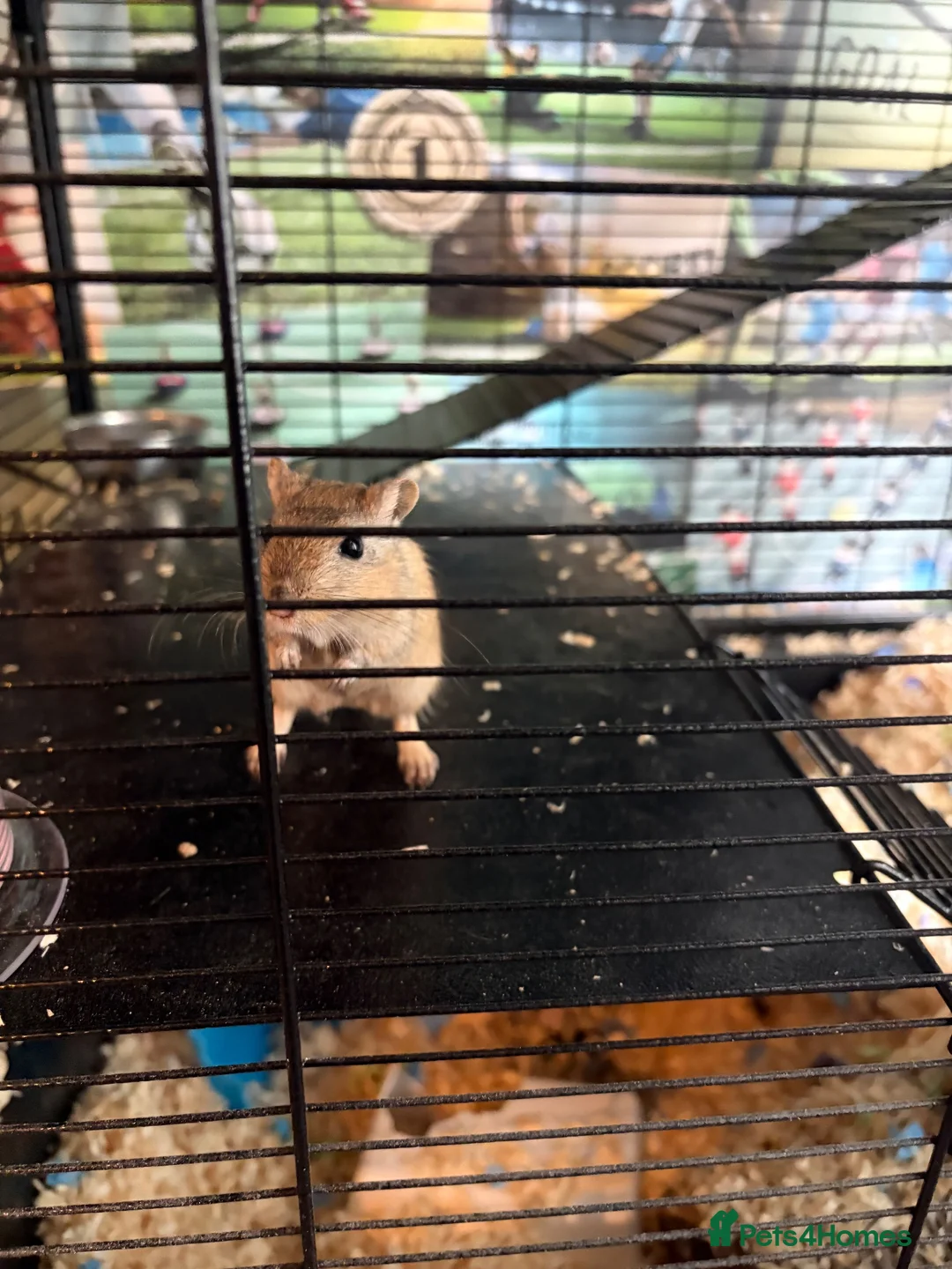 Gerbil rodents for sale: 2 male friendly gerbils and set up in Padstow - Advert 1