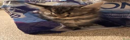 British Shorthair cats for sale: 9 Kittens For Sale Ready Now  - Advert 2