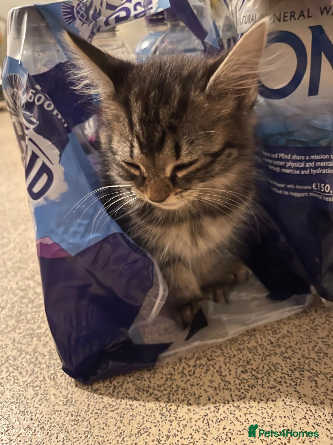 British Shorthair cats for sale: 9 Kittens For Sale Ready Now  - Advert 2