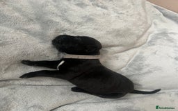 Cane Corso dogs for sale: Yuki & Aries Cane Corso Puppies  - Image 20