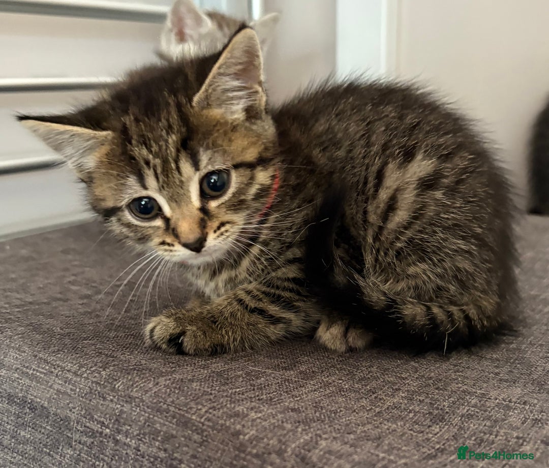 Mixed Breed cats for sale: Silver & brown British shorthair / bengal kittens  - Image 25