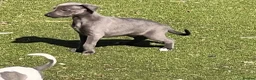 Whippet dogs for sale: Whippets  - Advert 21