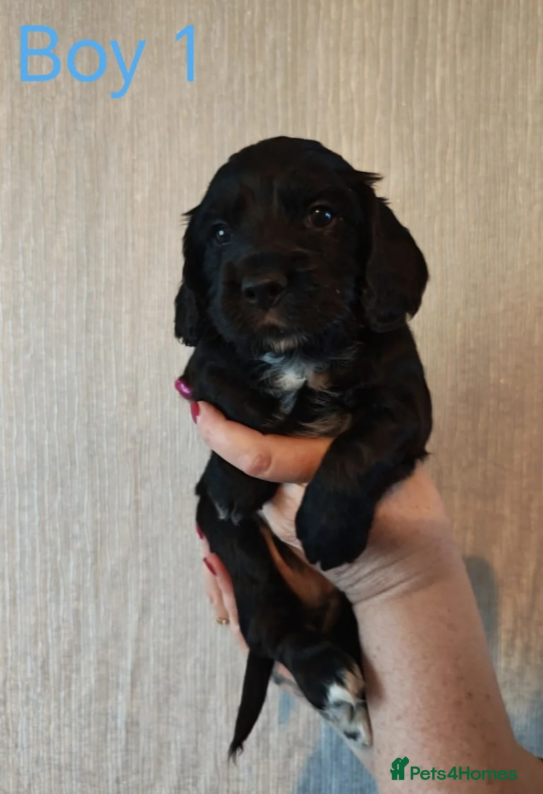 Cocker Spaniel dogs for sale: Working cocker spaniel puppies - Advert 3