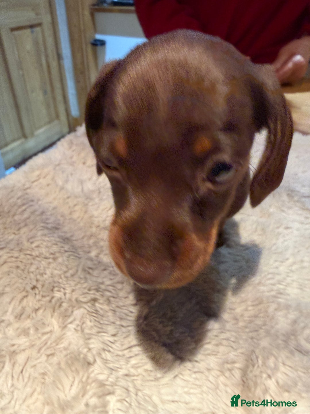 Miniature Dachshund dogs for sale: Miniature Dachshund puppies for sale - Advert 21