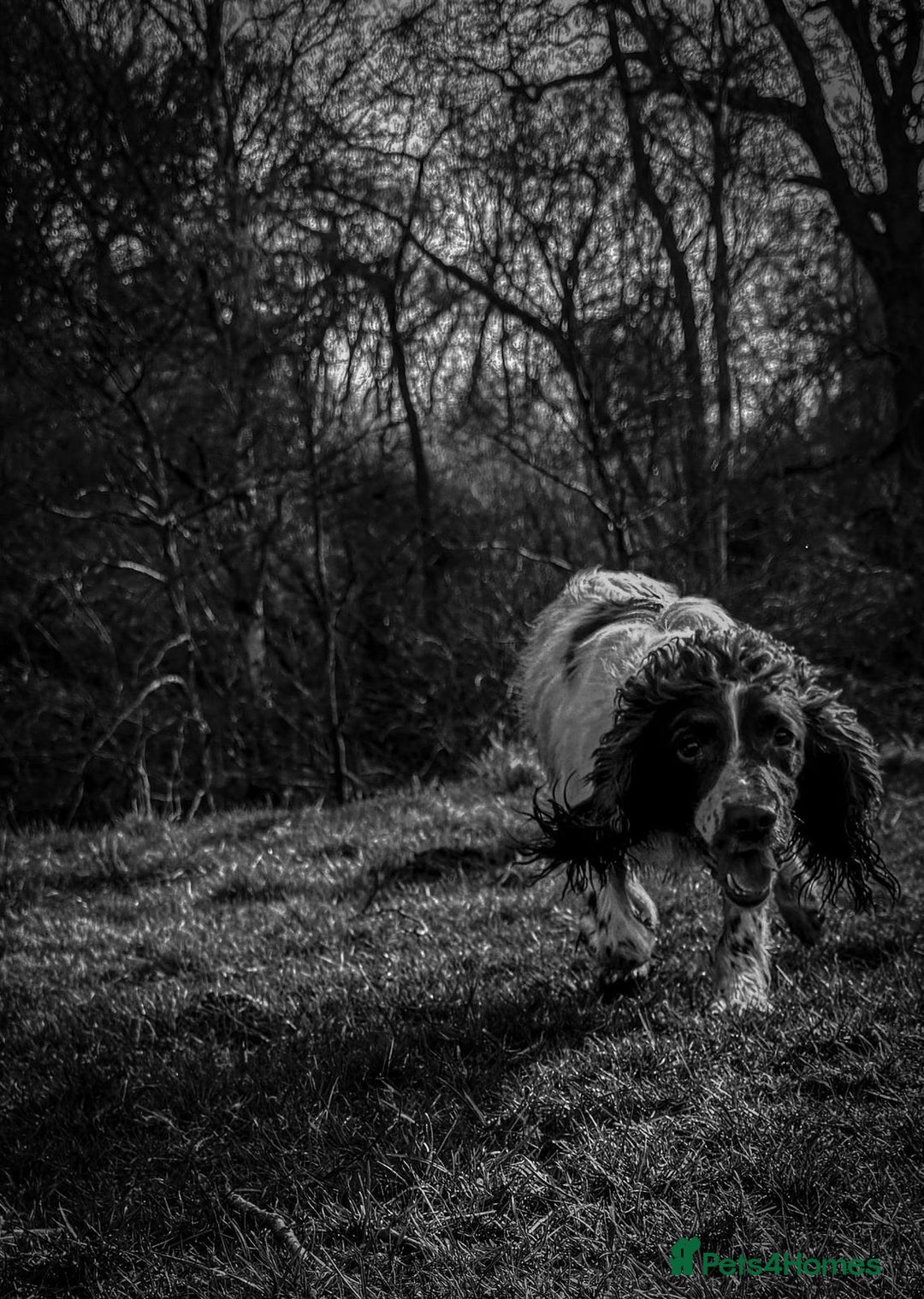 English Springer Spaniel dogs for sale: Springer spaniel puppies - Image 9