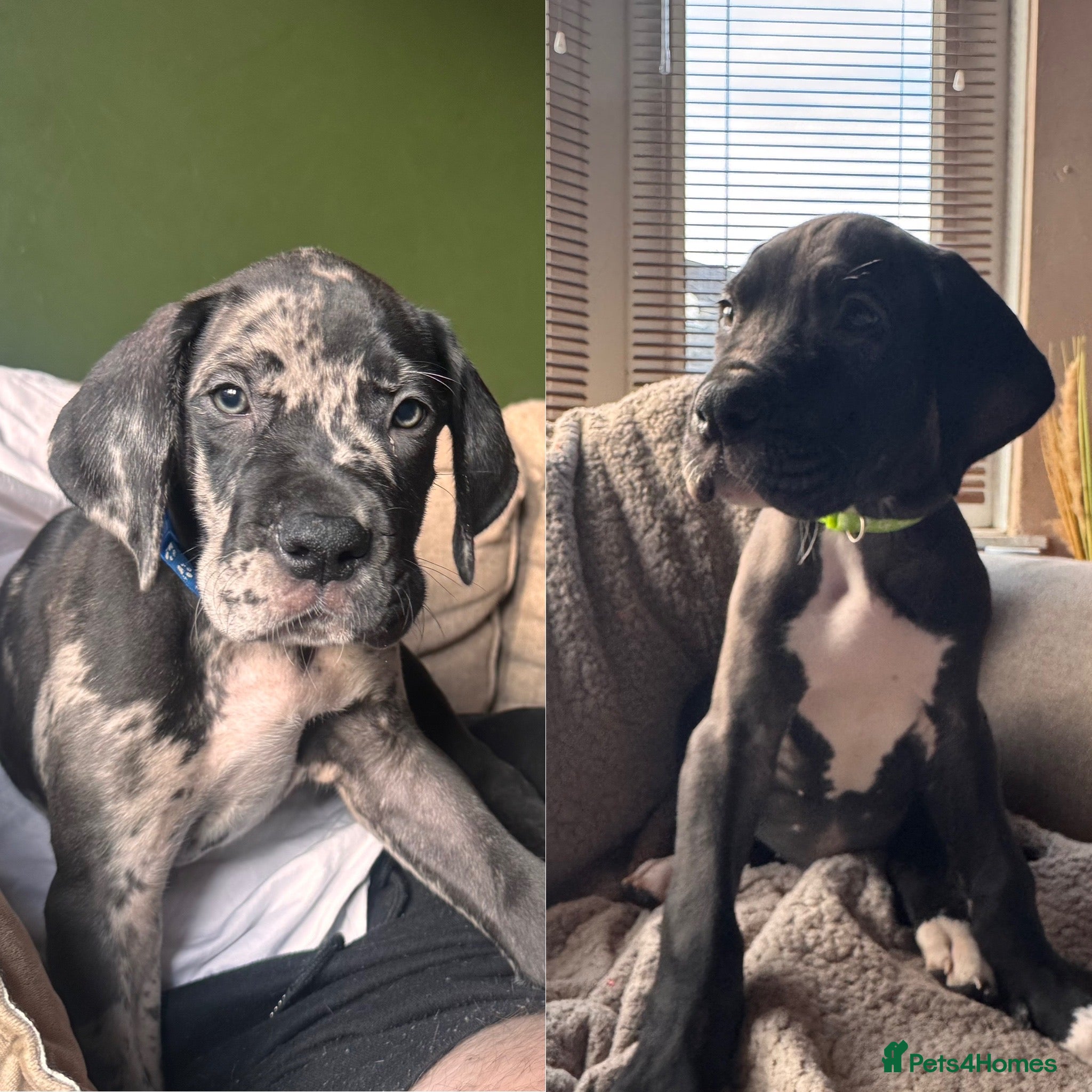 Great Dane dogs KC registered Great Dane pups - Advert 1