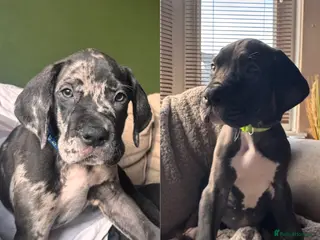 Great Dane dogs KC registered Great Dane pups - Advert 3