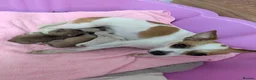 Chihuahua dogs for sale: Beautiful Chihuahua Puppies – 3 Girls & 1 Boy - Advert 3