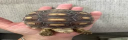 Tortoise reptiles for sale: 1 year old sulcata tortoise for sale  in Abergele - Advert 3