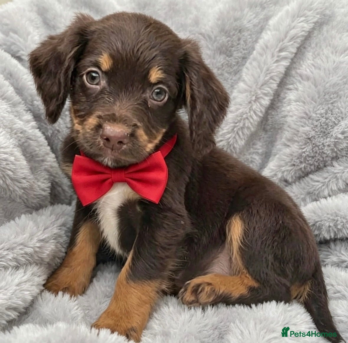 Cocker Spaniel dogs Cocker spaniel puppies for sale  - Advert 7