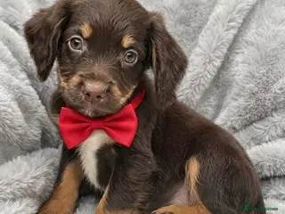 Cocker Spaniel dogs Cocker spaniel puppies for sale - Advert 7