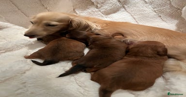 Miniature Dachshund dogs - Advert 16