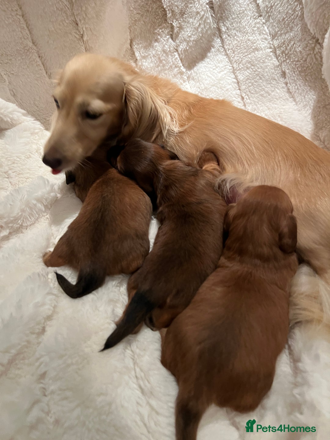 Miniature Dachshund dogs for sale: Picture Perfect Puppies  - Image 5
