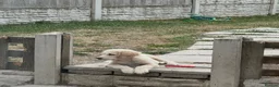 Golden Retriever dogs for sale: Beautiful golden retiver boy - Advert 13
