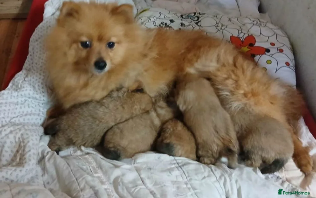 Pomeranian dogs for sale: TINY MINIATURE HEALTH TESTED POM PUPPIES  in Manchester - Advert 5