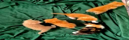 Mixed Breed cats for sale: Beautiful Playful Ginger & Tri-Colour Kittens 🐾 - Advert 16