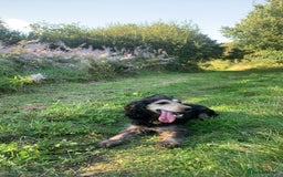 Cocker Spaniel dogs for sale: Cocker spaniels  - Image 9