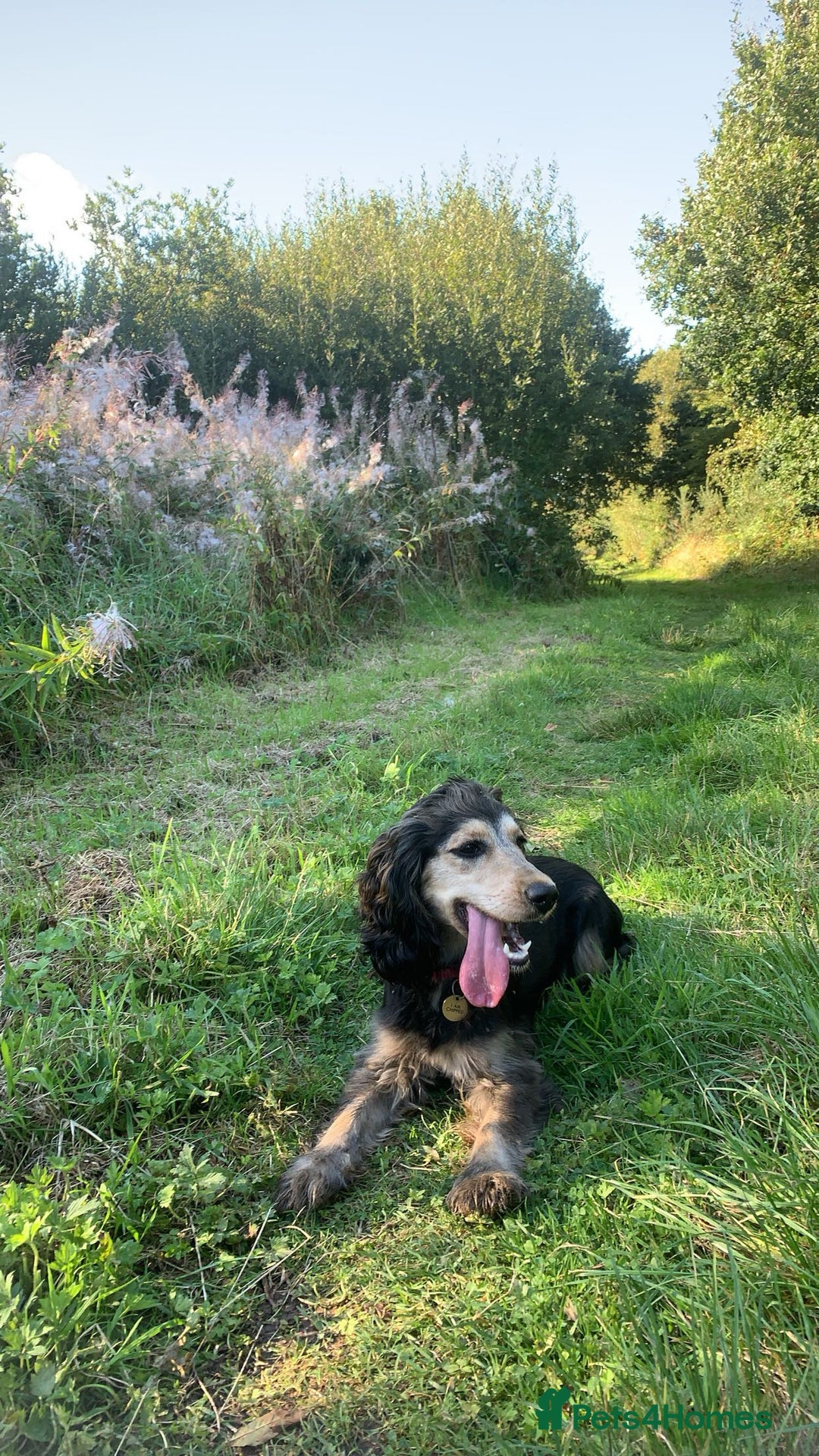 Cocker Spaniel dogs for sale: Cocker spaniels  - Image 9