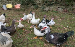 Ducks poultry for sale: Muscly ducks mixed ages - Image 4
