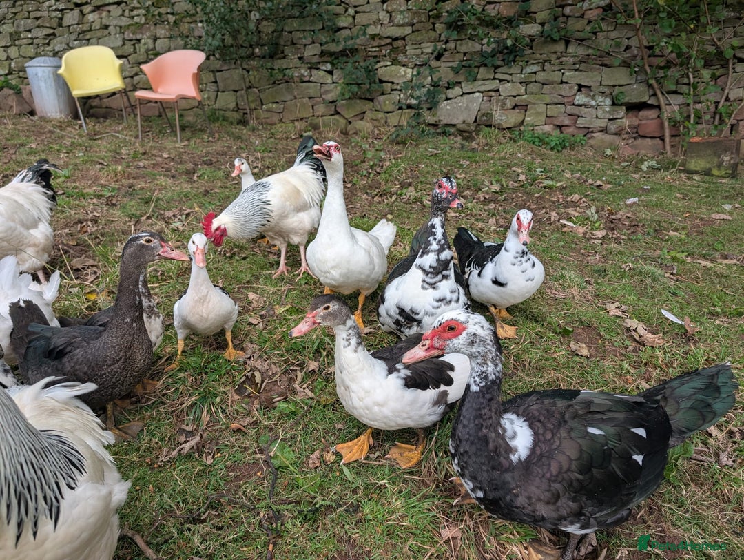 Ducks poultry for sale: Muscly ducks mixed ages - Image 4