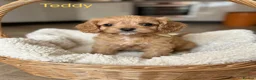 Cavapoo dogs for sale: Pedigree Cavapoo puppies health tested READY NOW - Advert 13
