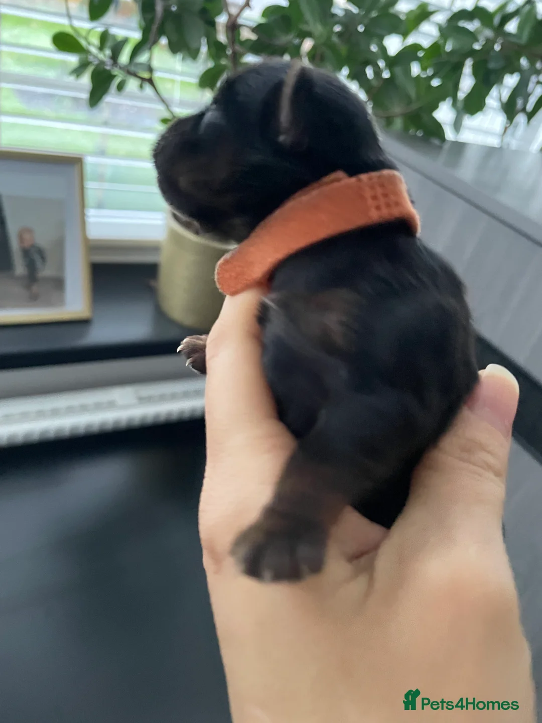 Yorkshire Terrier dogs for sale: pure breed yorkshire terrier  - Advert 16