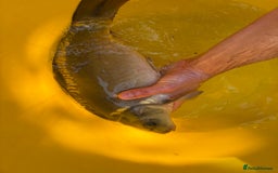 Koi Carp fish for sale: Pond fish carp/koi - Image 8
