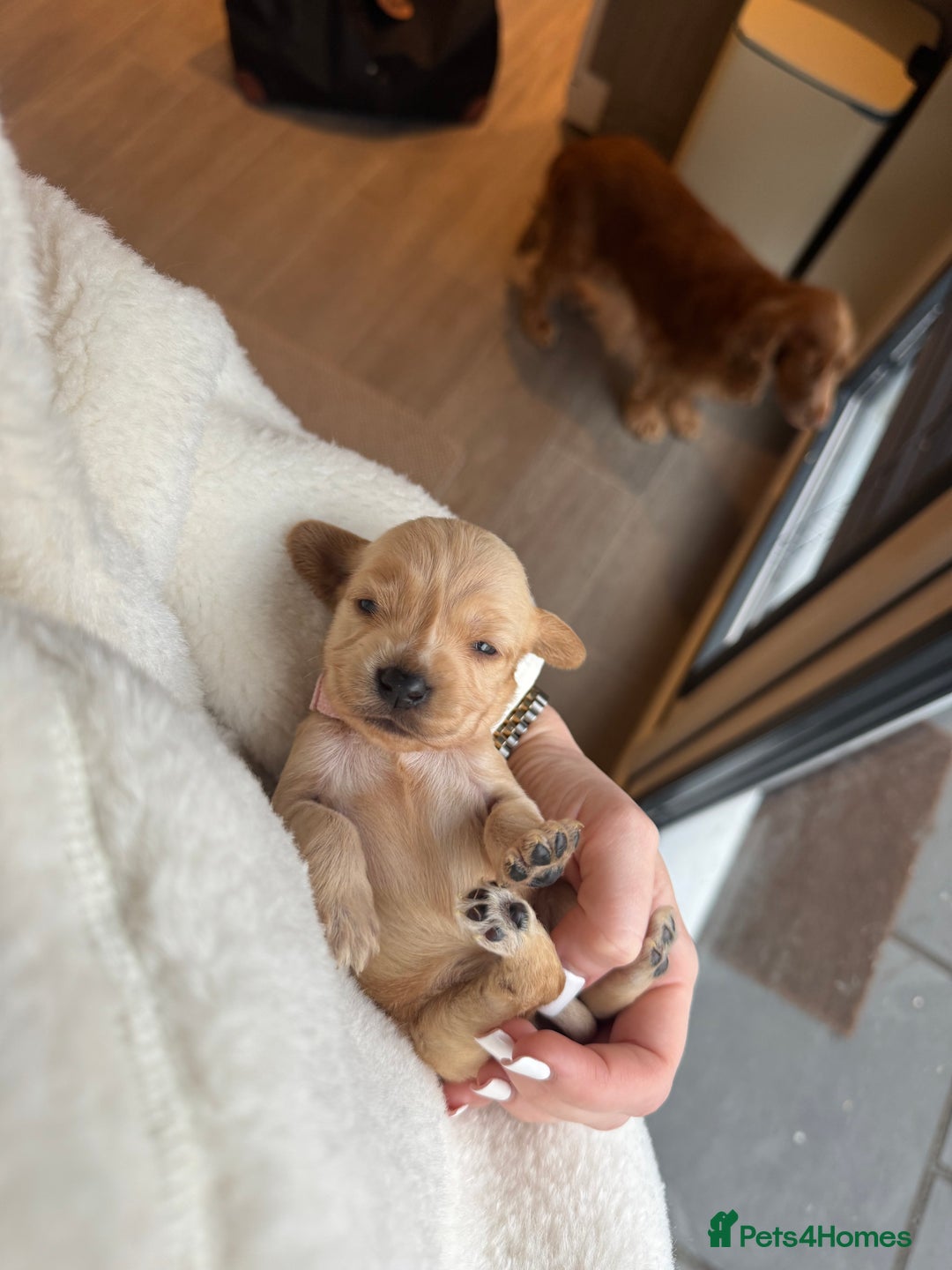 Cockerdor dogs for sale: Cockerdor/ Spanador Puppies. KC registered parents - Advert 7