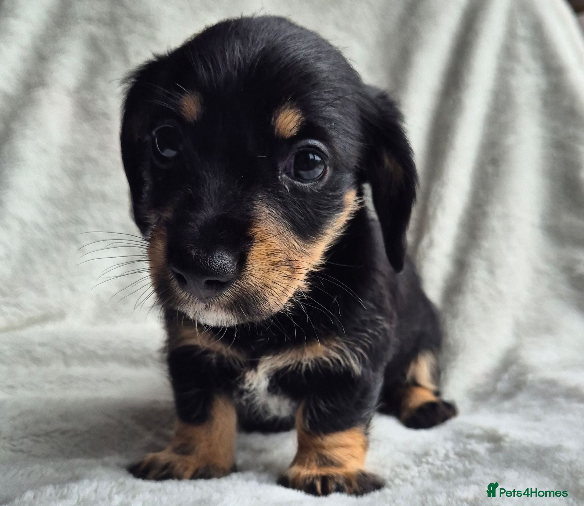 Miniature Dachshund dogs First generation Silky Wire Haired Mini Dachshund  - Advert 2