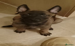 Belgian Shepherd Dog dogs for sale: Belgian malinois puppies  - Image 10