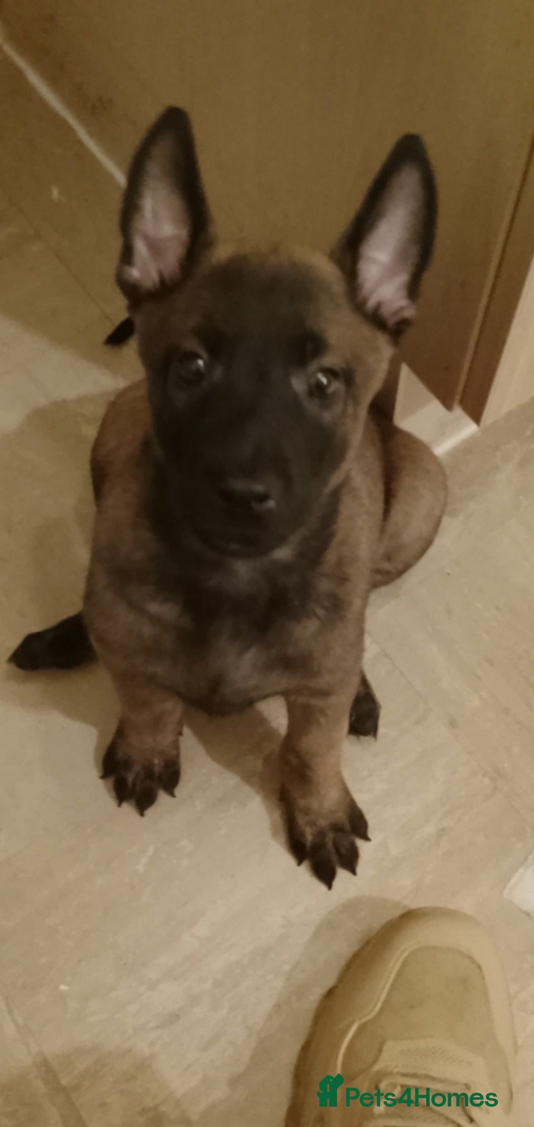 Belgian Shepherd Dog dogs for sale: Belgian malinois puppies  - Image 10