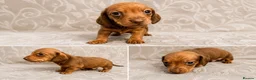 Dachshund dogs for sale: Beautiful miniature dachunds (Home Raised) - Advert 8
