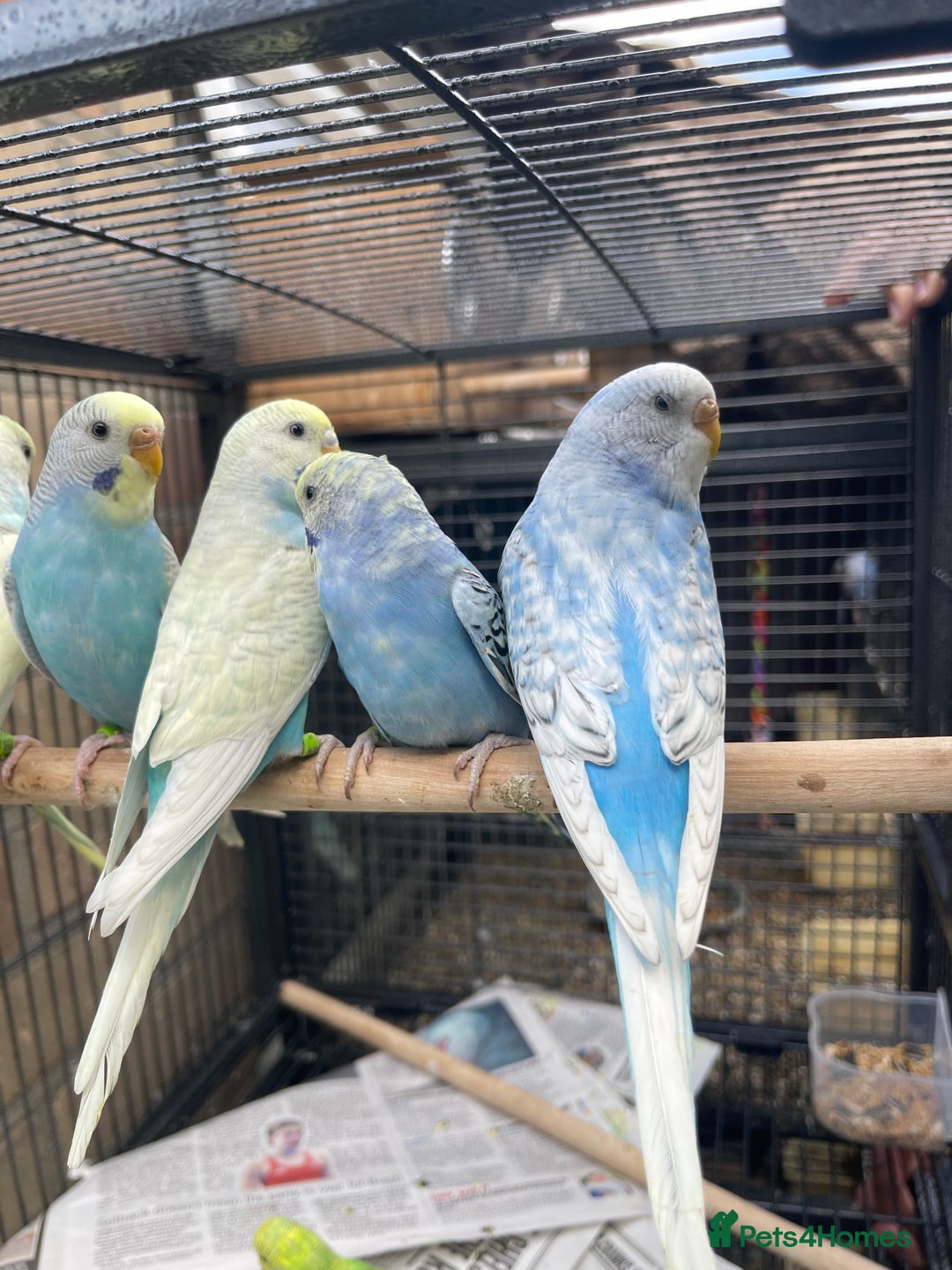 Budgerigars birds for sale: Baby Babies - Image 8