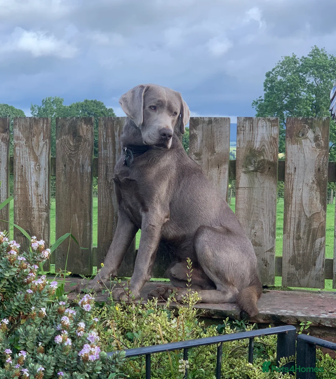 Labrador Retriever dogs for stud: Perfect Well Proven Health Tested Silver Stud in Appleby-in-Westmorland - Advert 17