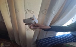 Cockatiels birds for sale: Silly hand tamed cockatiels for sale  - Image 5