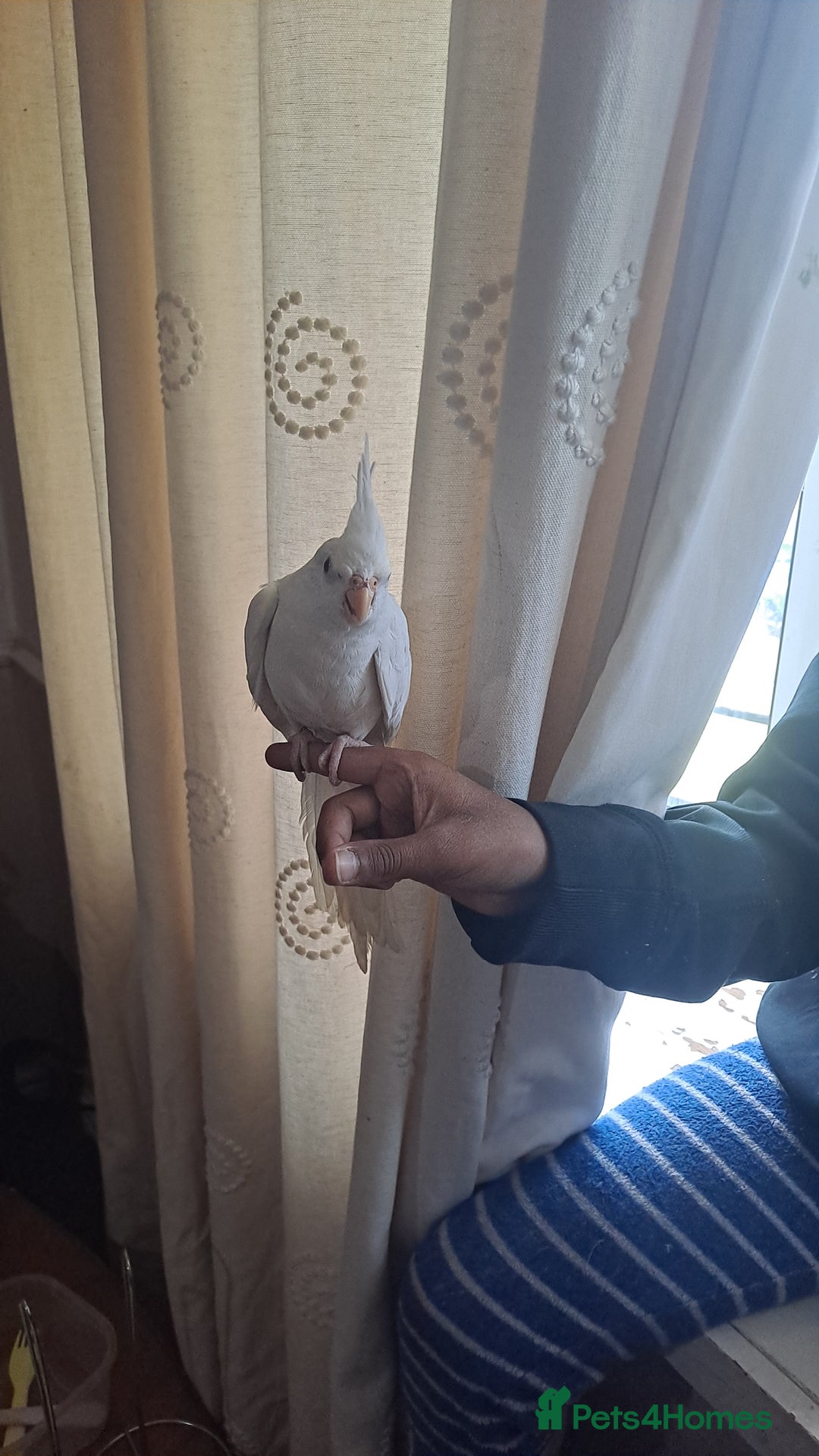 Cockatiels birds for sale: Silly hand tamed cockatiels for sale  - Image 5