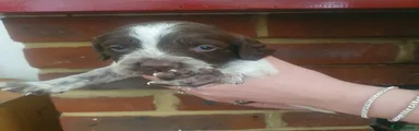 Sprocker Puppy 2