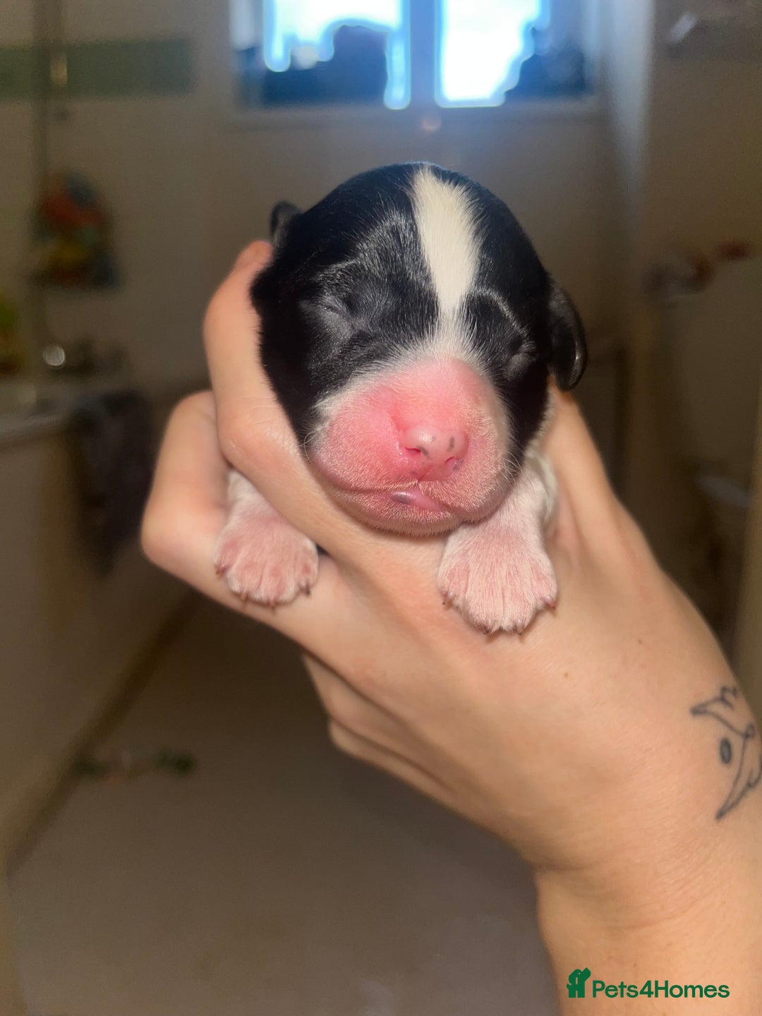 Sproodle dogs for sale: Sproodle puppies - Advert 8