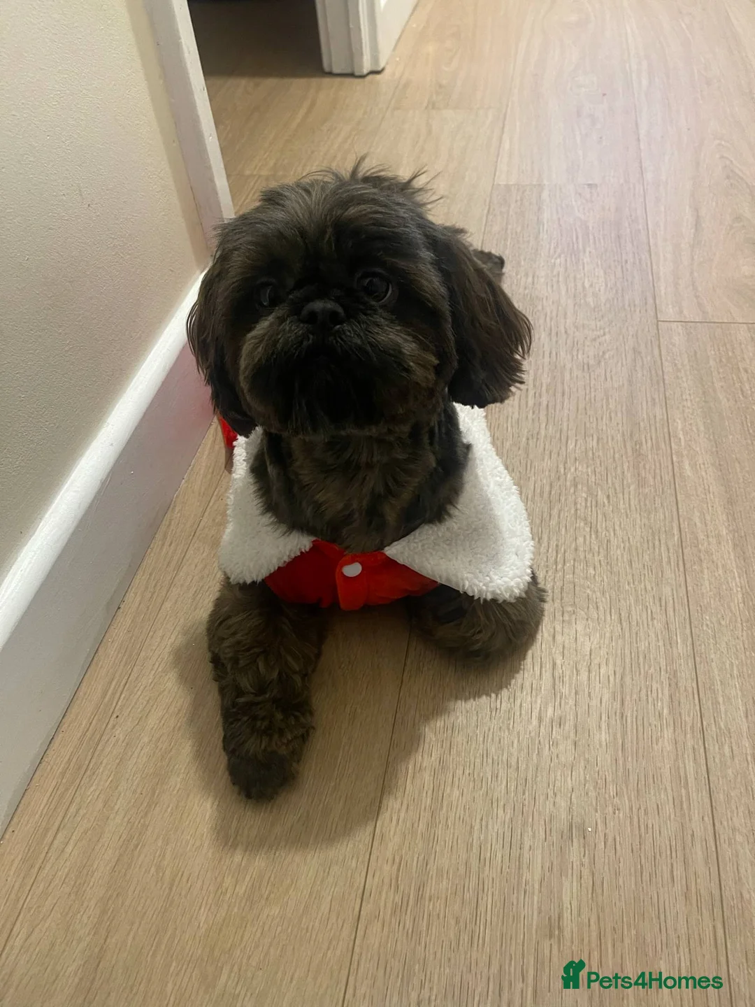 Shih Tzu dogs for sale: Adorable Shih Tzu Puppies For Loving Homes. - Advert 6