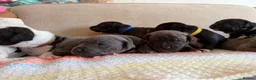 Staffordshire Bull Terrier dogs for sale: Gorgeous staffordshire bull terrier puppies - Advert 5