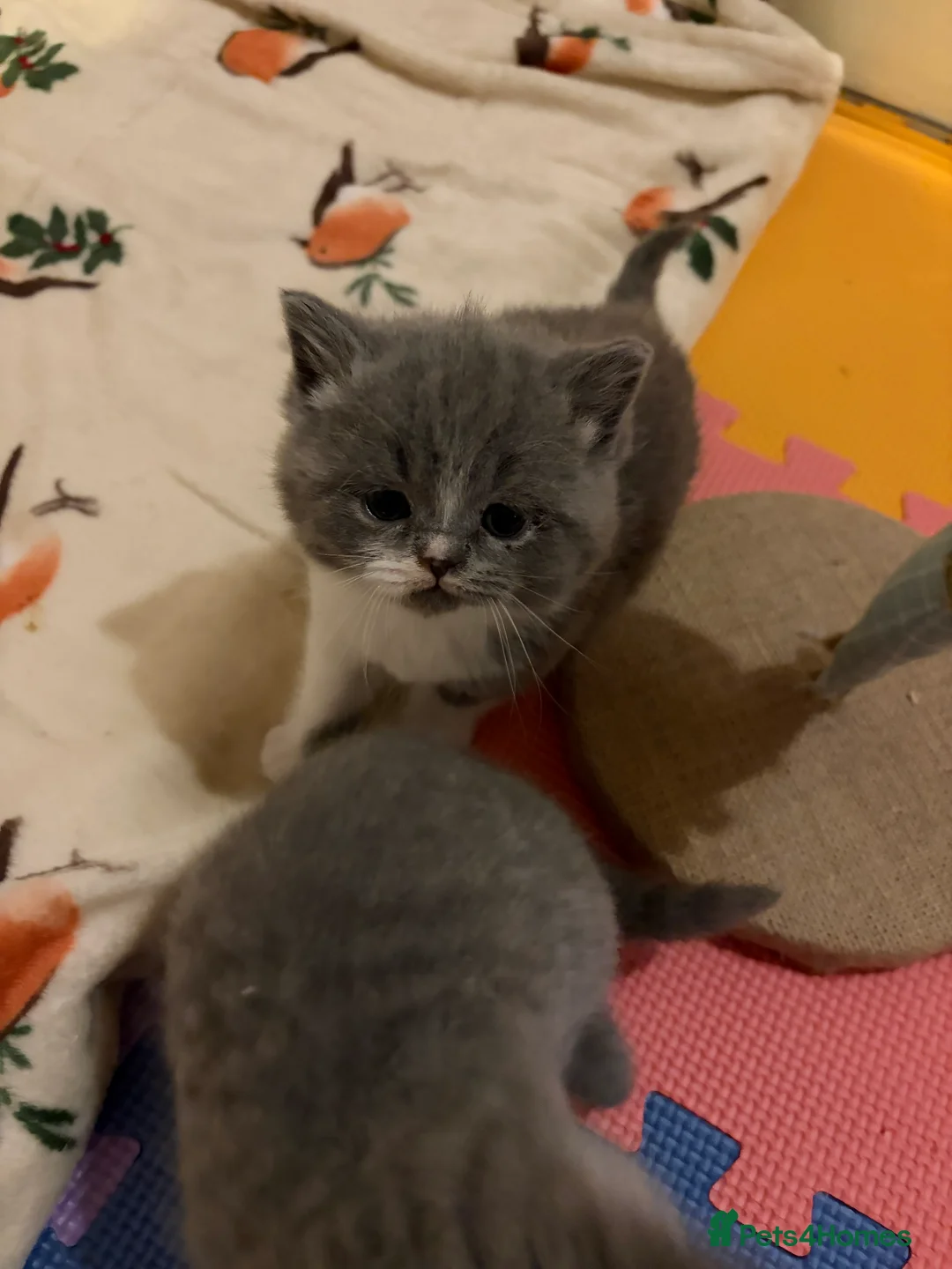 British Shorthair cats for sale: British Shorthair Boys - Advert 7