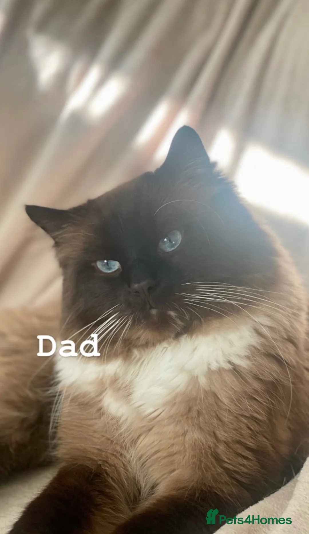 Ragdoll cats for sale: Bicolour ragdoll kittens - Advert 9