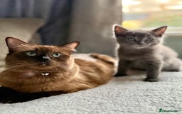 Ragdoll cats for sale: Ready Now Ragdoll x British Shorthair kittens  - Image 16