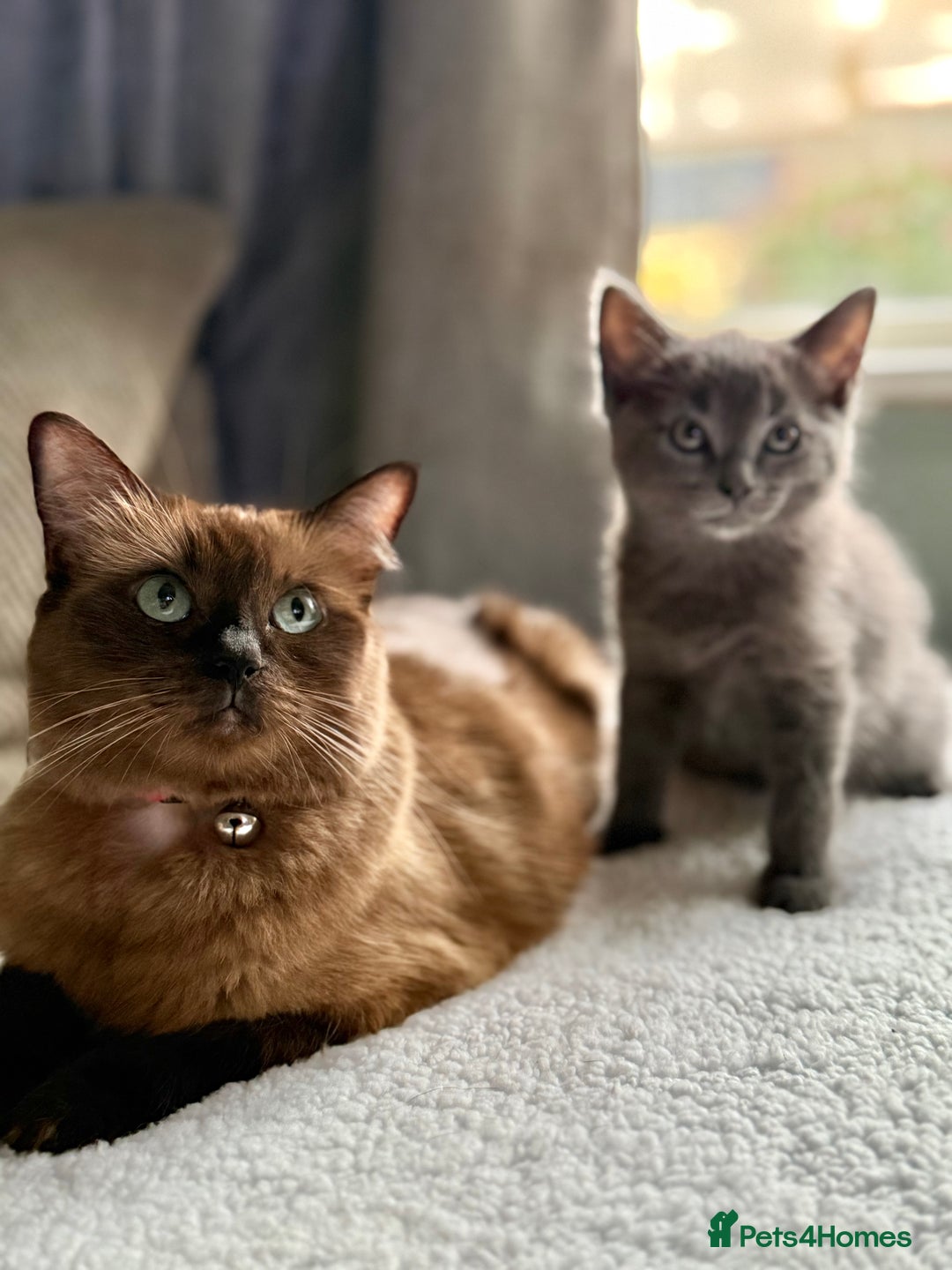 Ragdoll cats for sale: Ready Now Ragdoll x British Shorthair kittens  - Image 16