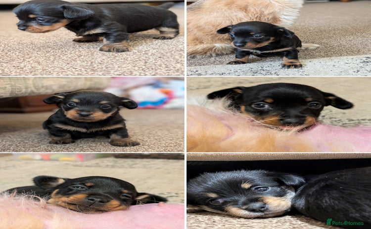 Mixed Breed dogs Pomchi x Dachshund 3 females  - Advert 2