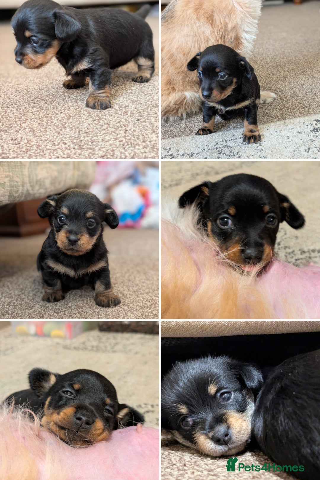 Mixed Breed dogs for sale: Pomchi x Dachshund 3 females  - Advert 1