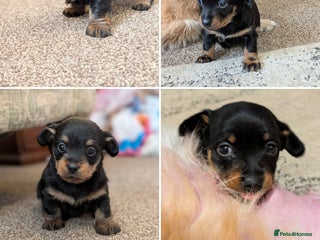 Mixed Breed dogs Pomchi x Dachshund 3 females - Advert 3