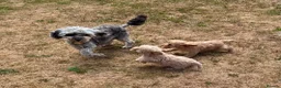 Cavapoo dogs for sale: 3 stunning F1b cavapoos  - Advert 9