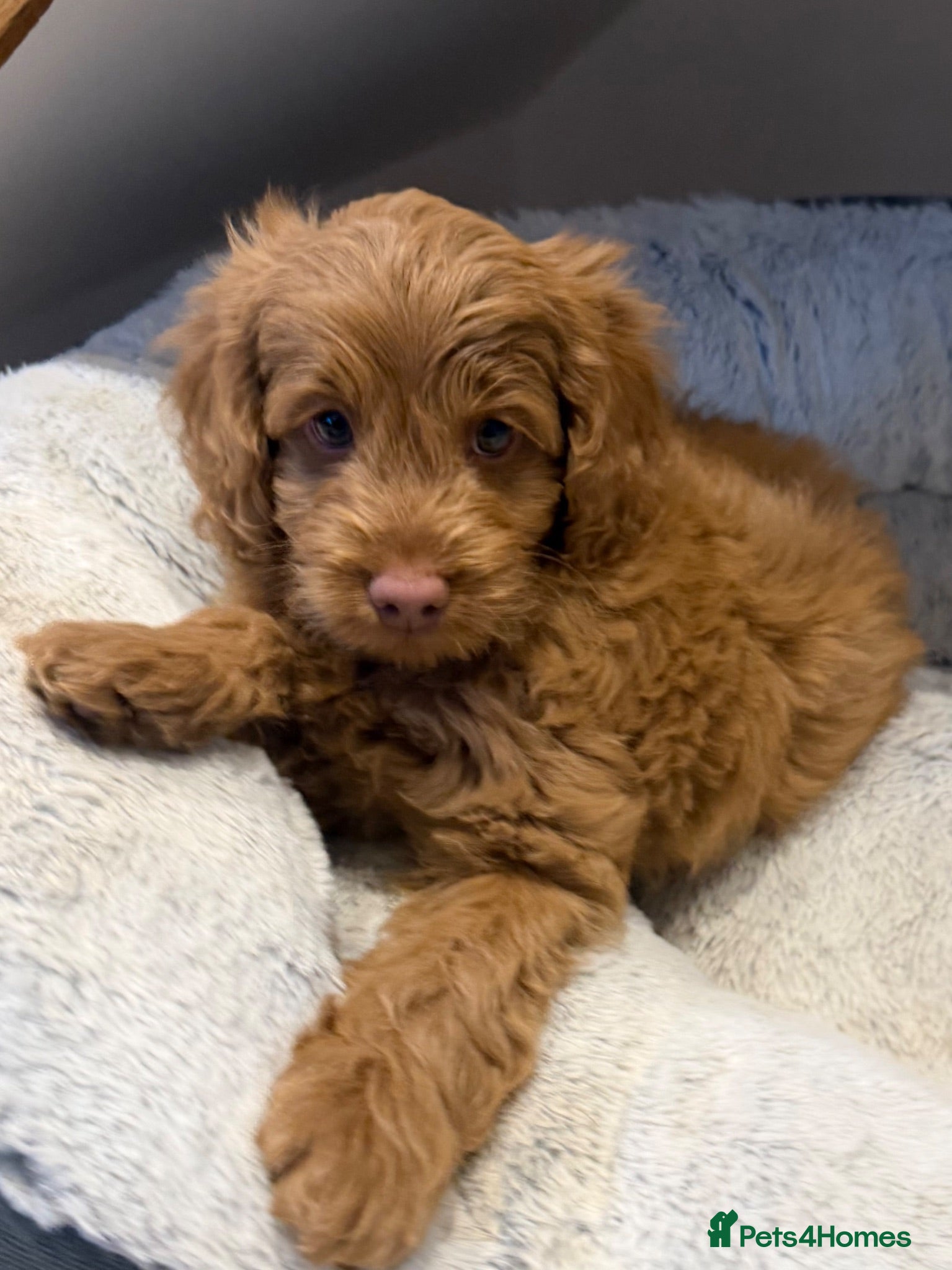 Australian Labradoodle dogs Genuine Australlian Labradoodles ( WALA reg)  - Advert 1